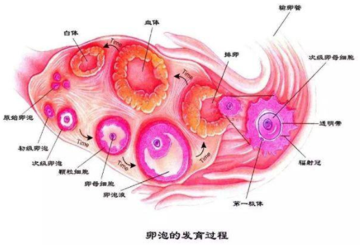 卵泡多少个算正常呢?卵泡数量有界定吗?