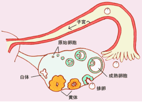 促排卵卵泡破裂，应该怎么办？