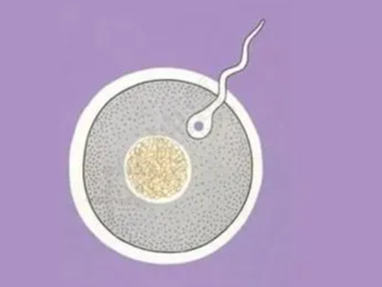 女性每个月只排出一枚卵吗？