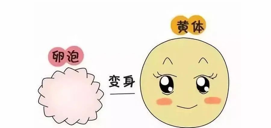 左右两边排卵规则是什么？