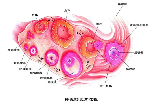 促排期间如何让卵泡长得快又好？