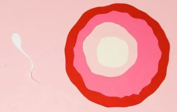 女性卵泡为多少个正常？